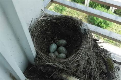 家中有鳥築巢 風水|鳥巢風水：7日提升運勢